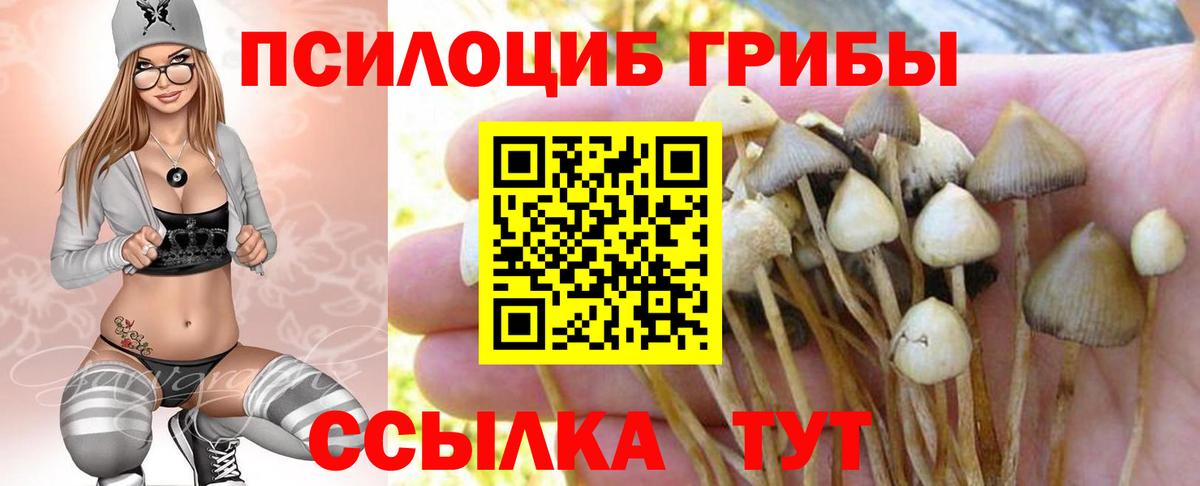 Псилоцибиновые грибы Psilocybe Кузнецк